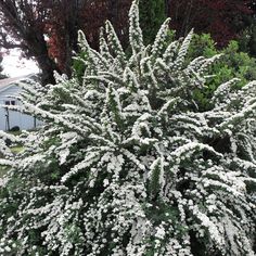 the white flowers are blooming in the garden