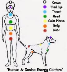 Social Media Icons Free, Animal Communication, Spiritual Animal, Everything Is Energy, Healing Touch, Shiatsu Massage