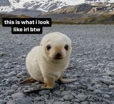 a baby seal sitting on top of a rock covered ground next to mountains with snow capped peaks in the background