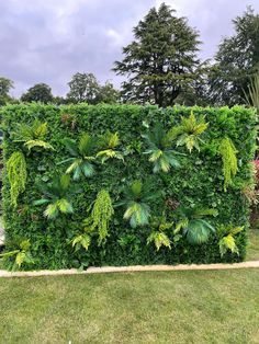 a large green hedge with lots of plants growing on it