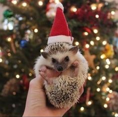 a hedgehog in a santa hat is held up by someone's hand near a christmas tree