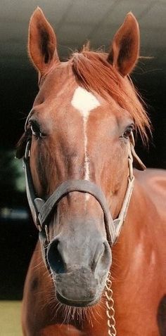 a brown horse with white markings and a bridle on it's face