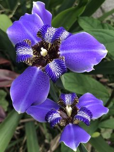 two purple flowers with yellow stamens and green leaves