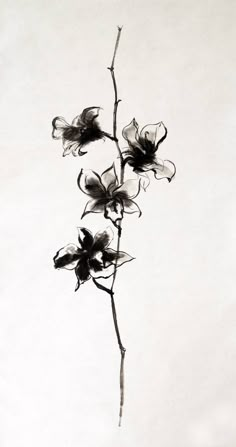 a black and white photo of some flowers