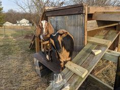 two goats are standing in the back of a wooden structure with slats on it