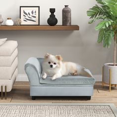 a small white dog laying on top of a blue couch next to a potted plant