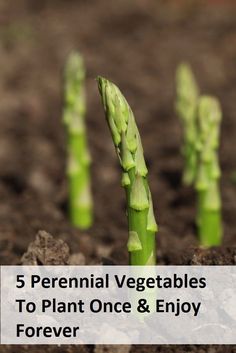 asparagus sprouts are growing in the soil