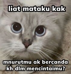 a white cat with blue eyes is looking at the camera and has caption that reads, i hate mataku kak