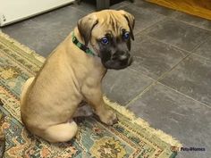 a small brown dog sitting on top of a rug