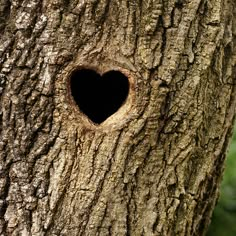 a heart shaped hole in the bark of a tree