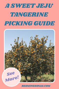 an orange tree is shown with the words sweet jeju tangerine picking guide on it