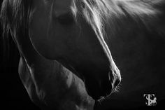 a black and white photo of a horse