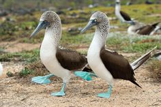 two brown and white birds standing on top of a dirt field next to grass covered ground