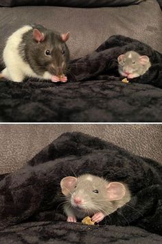 two pictures of mice sitting on top of a blanket