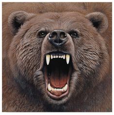 a brown bear with its mouth open and it's teeth wide open, showing the fangs