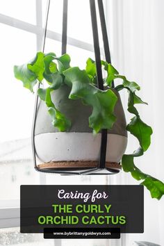 a potted plant hanging from a window sill with the words caring for the curly orchid cactus