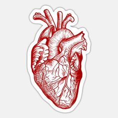 the human heart sticker on a white background