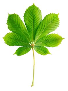 green leaf on white background with clipping for the bottom right corner and bottom left corner