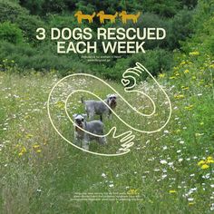 three dogs are standing in the tall grass