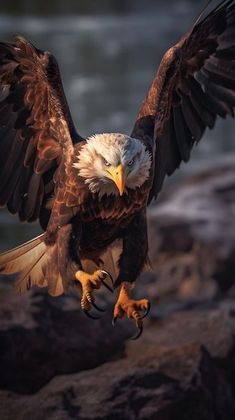 Eagle Bird Photography, Eagle Images Hd, Eagle Wallpaper Hd, Eagles Photography, Falcons Bird, Animals Dangerous, Picture Of Birds, Eagle Photography, Danger Photo