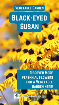 black - eyed susan flowers are the perfect flower for a vegetable garden