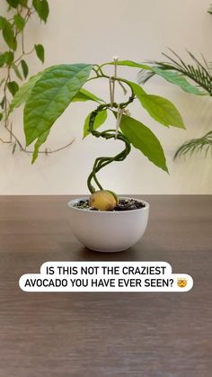 a plant in a white bowl sitting on top of a table