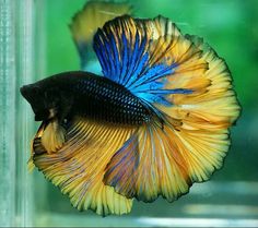 a blue and yellow siamese fish in an aquarium