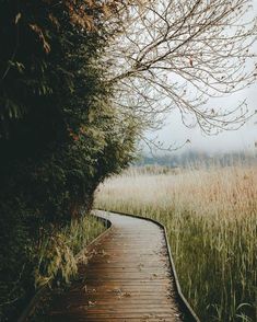 a wooden walkway in the middle of tall grass