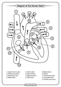 diagram of the human heart with labels and instructions on how to use it for medical purposes