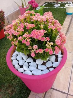 some pink flowers and white rocks in a pot on the ground with green grass around them