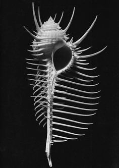 a black and white photo of a sea urchin in the ocean with long thin lines