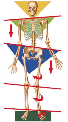 balanced-pelvis Patellar Tracking Disorder, Bolesti Chrbta, Pelvic Tilt, Human Skeleton, Chiropractic Care, Hip Flexor, Low Back Pain, Chiropractic, Massage Therapy