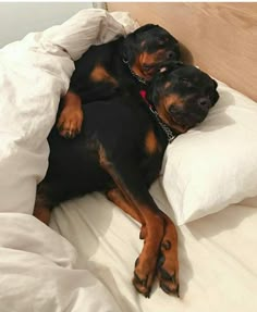 two black and brown dogs laying on top of each other under a white comforter