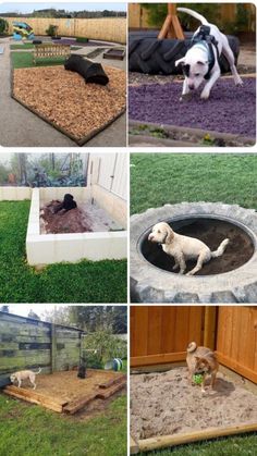 several pictures of dogs in their backyard with the same dog house and other things around them