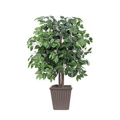 a potted plant with green leaves in it on a white background for display purposes