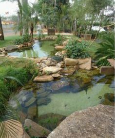 a small pond surrounded by rocks and plants in the middle of a yard with palm trees