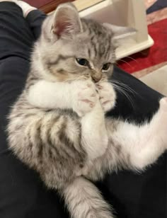 a cat sitting on top of a person's lap with its paws in the air