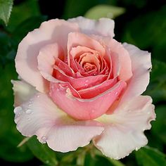 a pink rose with water droplets on it