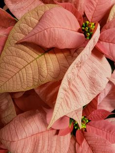 close up view of pink poinsettia flowers