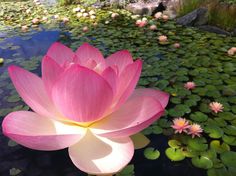 a large pink flower sitting on top of a pond filled with water lilies and lily pads