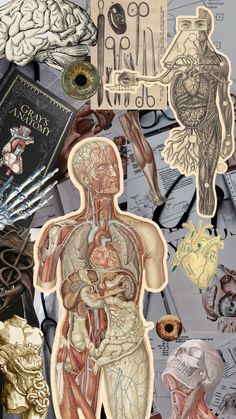 a collage of medical images and drawings