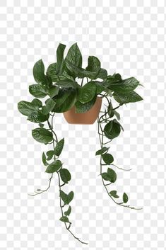 a potted plant with green leaves hanging from it's side, on a white background