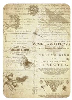 an old paper with some writing and pictures on the back side, including flowers and butterflies