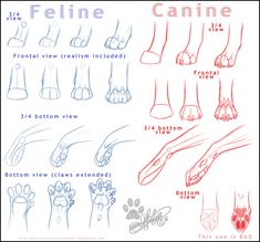 an image of foot care chart for female feet