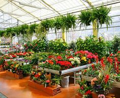 the inside of a greenhouse filled with potted plants