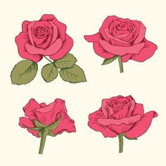 four pink roses with green leaves on them