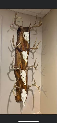 the deer heads are mounted to the wall