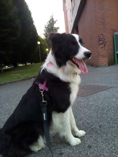 a black and white dog sitting on top of a street next to a tall building