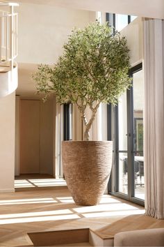 a large potted plant sitting on top of a wooden floor next to a staircase