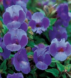 purple and white flowers with green leaves